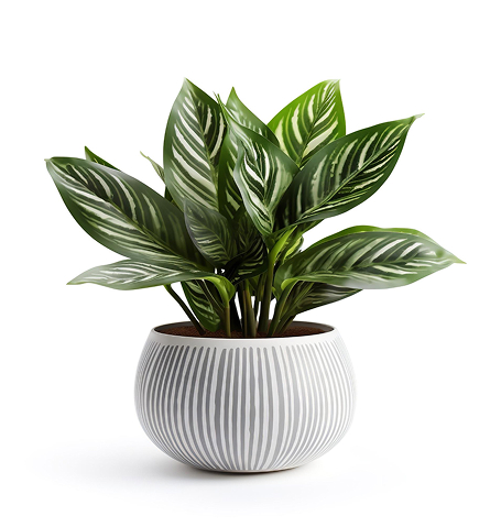 Próximamente dessert bloom