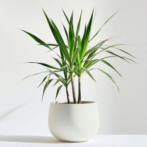 Próximamente product 05