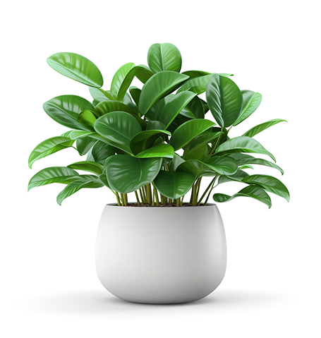 Próximamente succulents